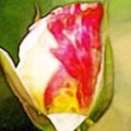 Colored Pencil FAA 03